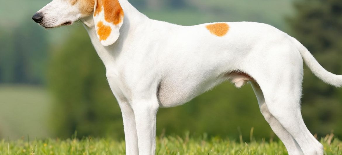 Istrian Shorthaired Hound white orange scenthound