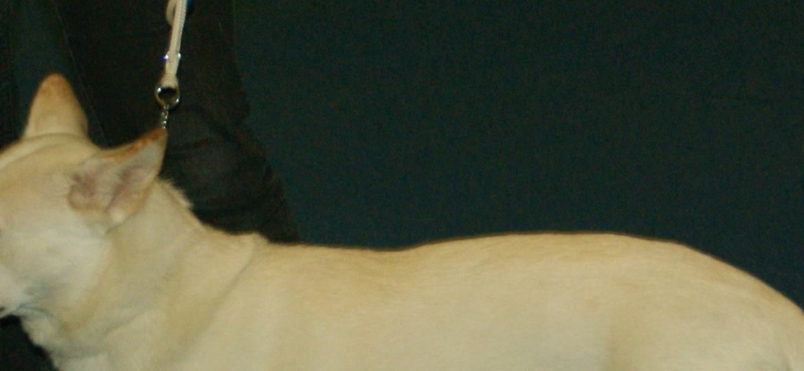 Jindo Coreano