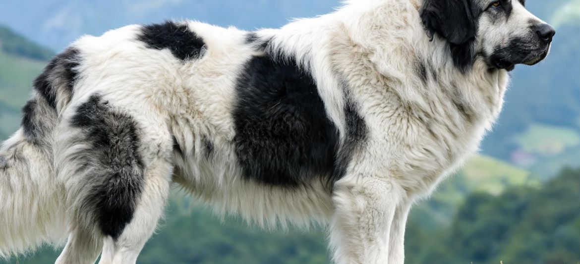 Karakachan white black guardian dog