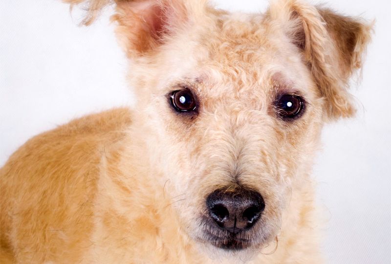 Lakeland Terrier