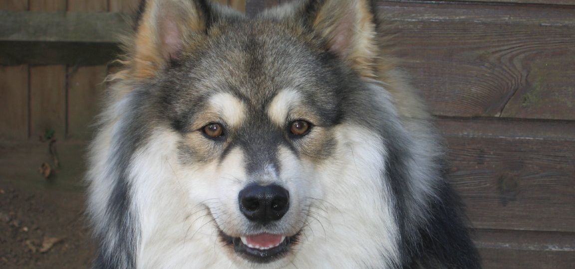 Lapphund Finlandés