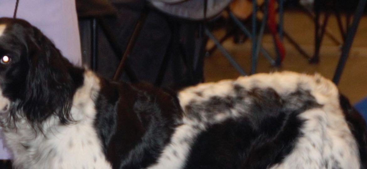 Münsterländer Grande