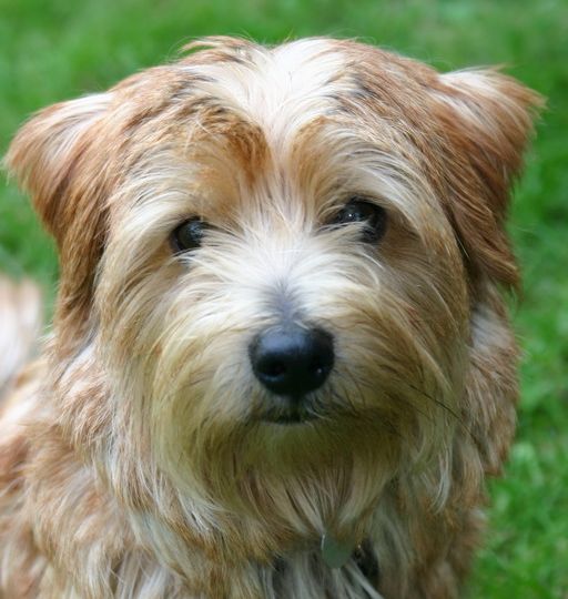 Norfolk Terrier