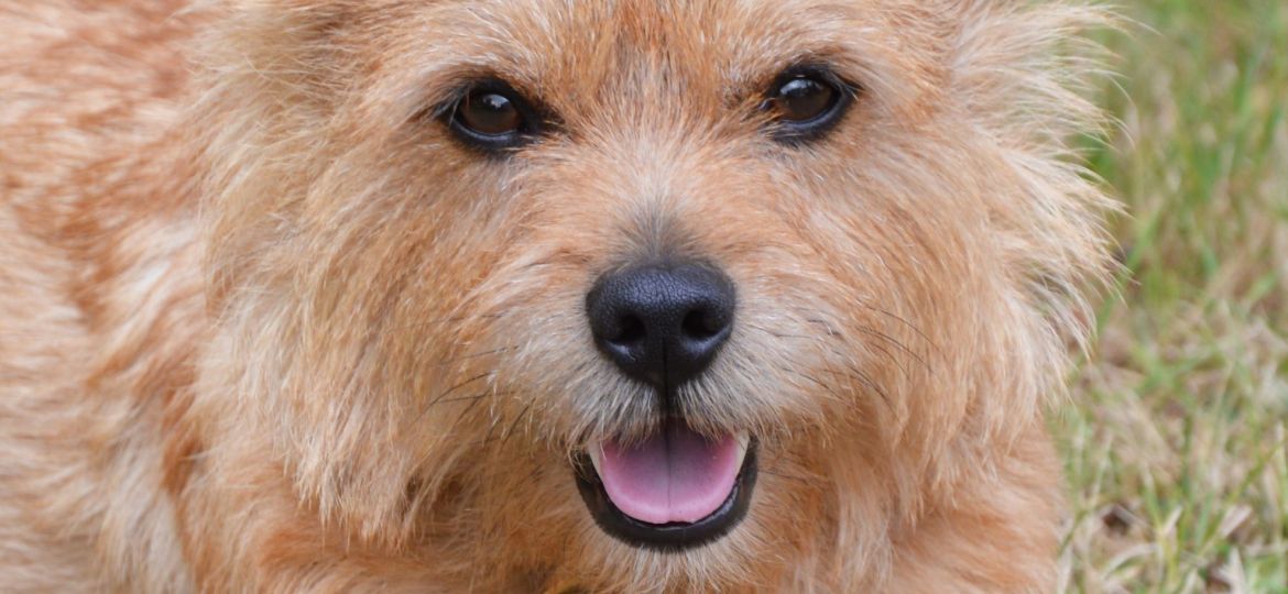 Norwich Terrier