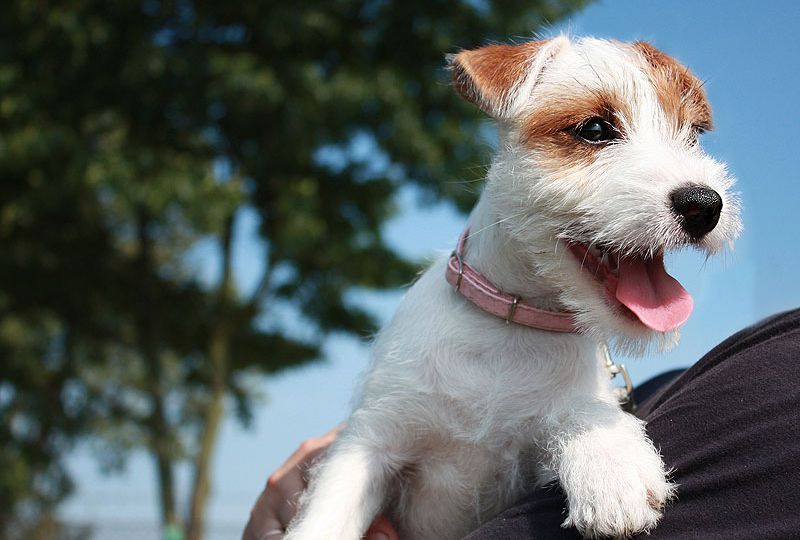 Parson Russell Terrier