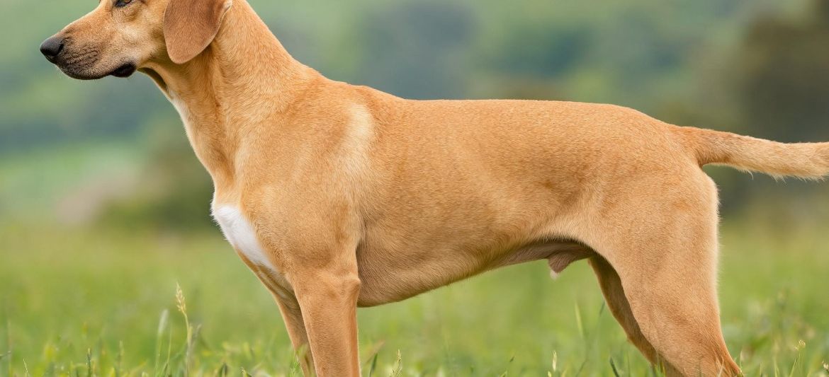 Portuguese Pointer yellow fawn gundog