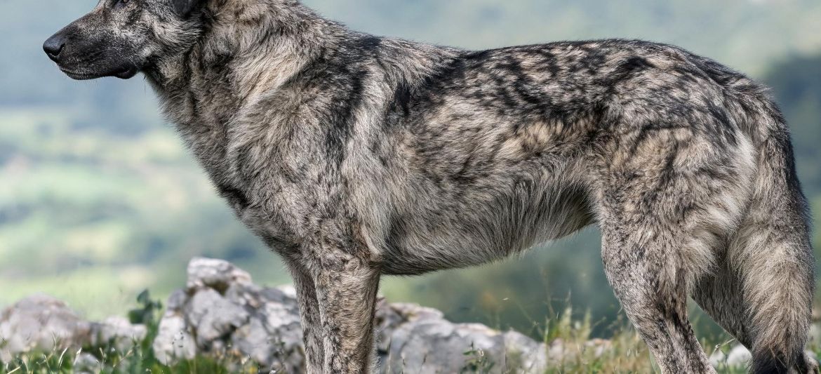Castro Laboreiro wolf grey brindle mountain dog