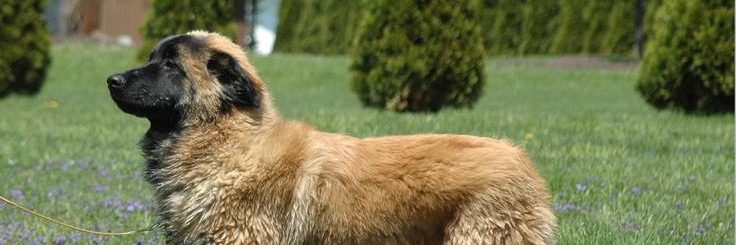 Perro de Montaña de Estrela
