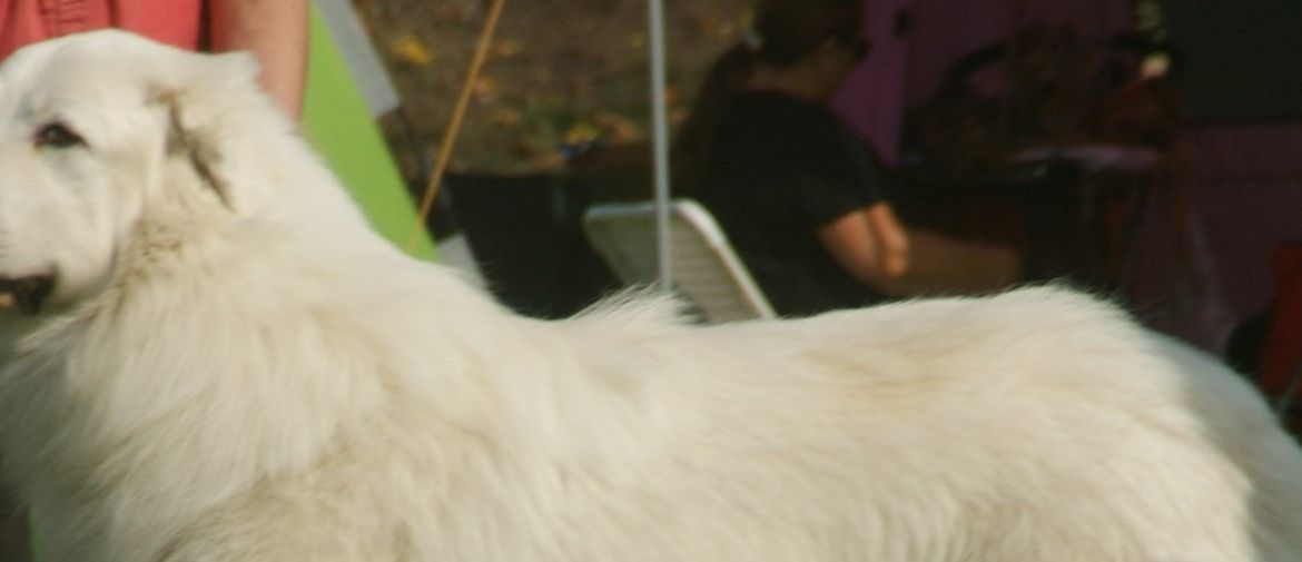 Perro de Montaña de los Pirineos