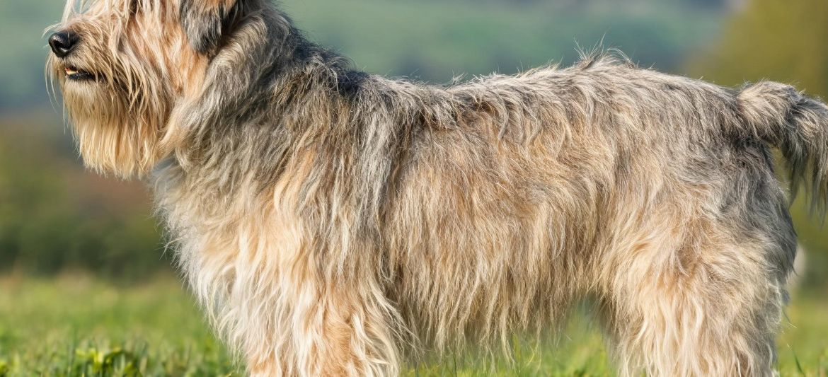 Portuguese Sheepdog shaggy fawn grey beard