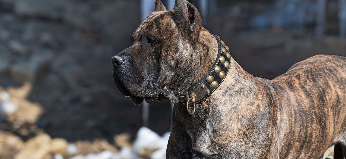 Perro de Presa Canario - raza de perro