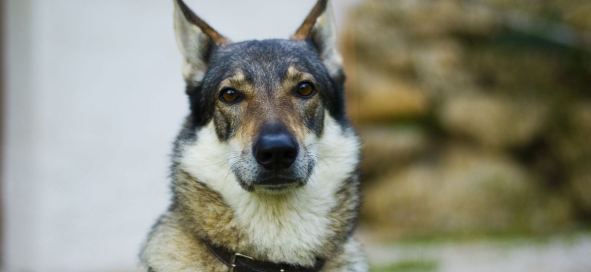 Perro Lobo Checoslovaco