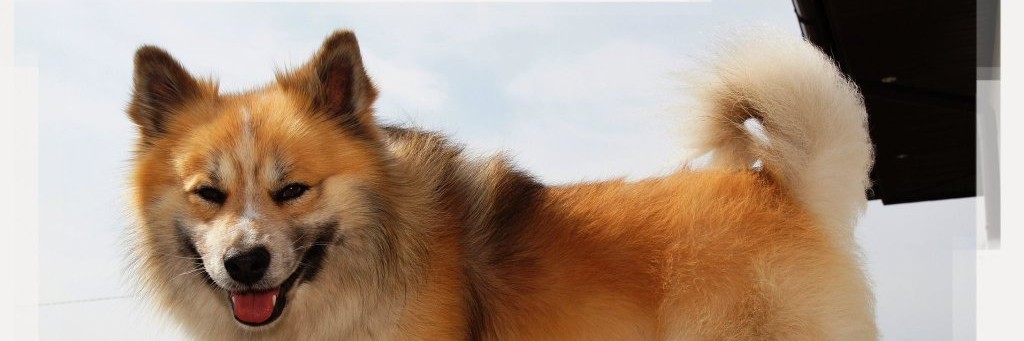 Perro Pastor Islandés