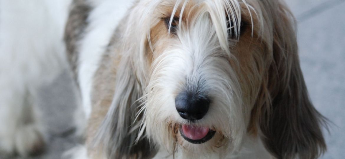 Petit Basset Griffon Vendéen