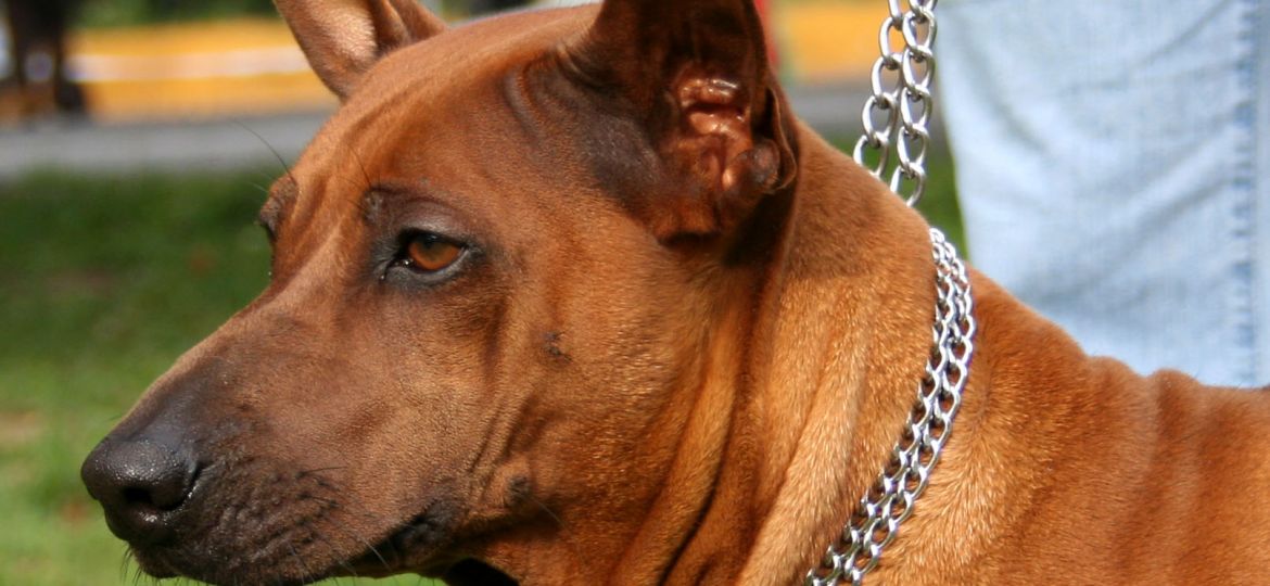 Ridgeback Tailandés