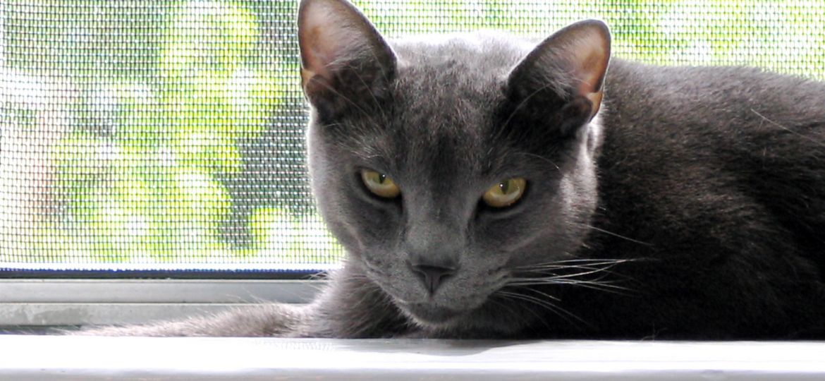 Gato Ruso Azul (Russian Blue)