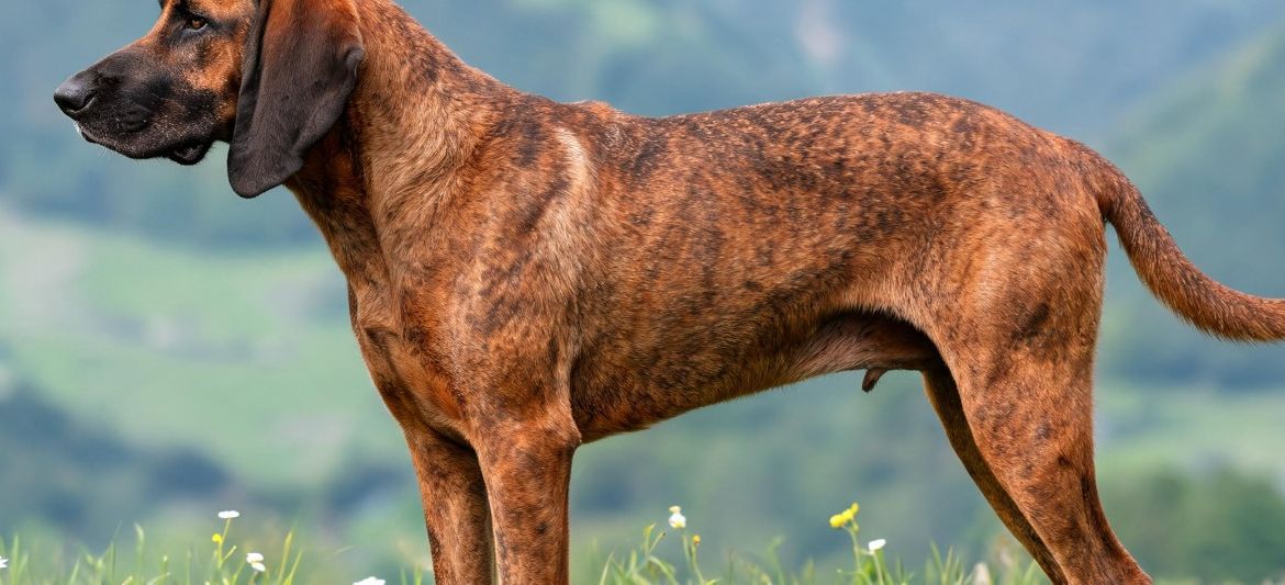 Bavarian Mountain Hound red brindle dark mask scenthound