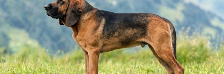sabueso-del-jura-petplan-v2-1-