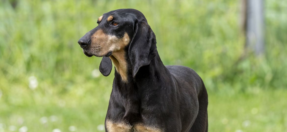 Sabueso Italiano