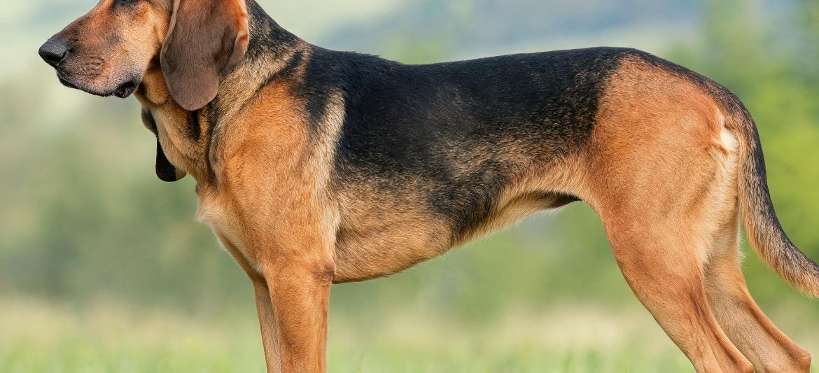 Polish Hound Ogar Polski tan black saddle scenthound