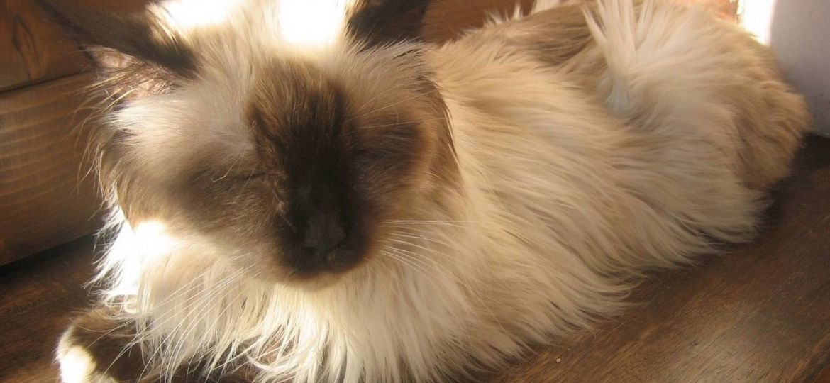 Gato Sagrado de Birmania (Birman)