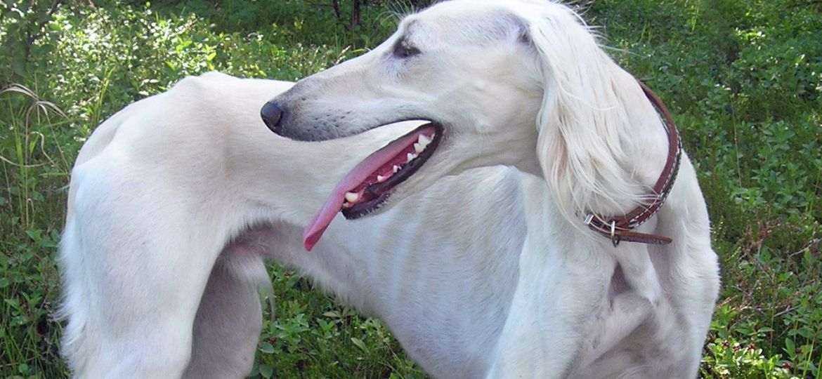 Saluki (Galgo Persa) - raza de perro