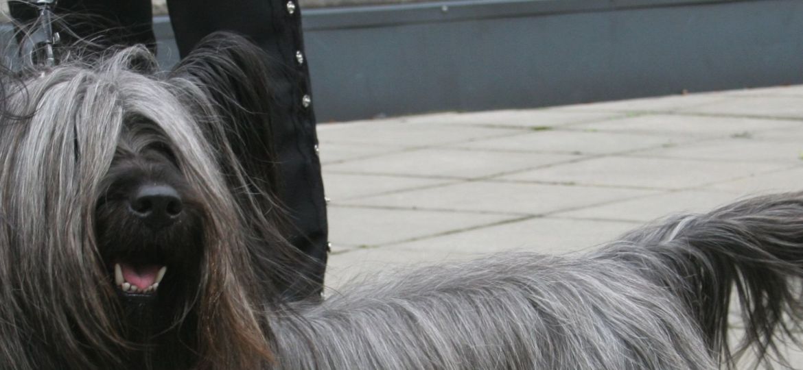 Skye Terrier