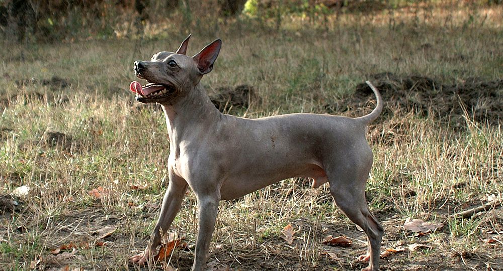 Terrier Americano sin Pelo