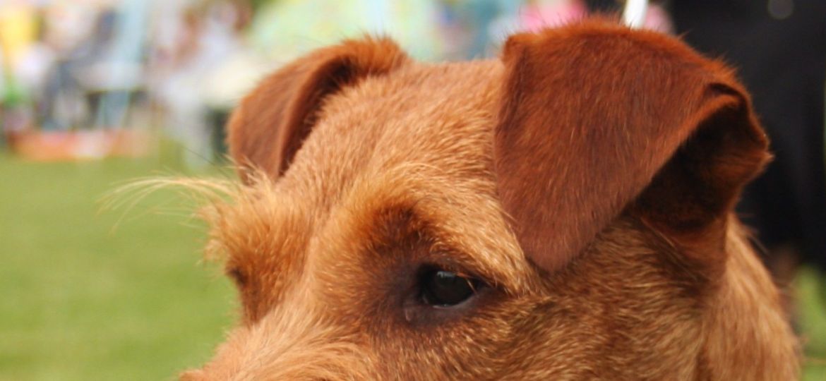Terrier Irlandés