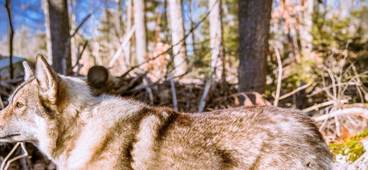 Vallhund Sueco