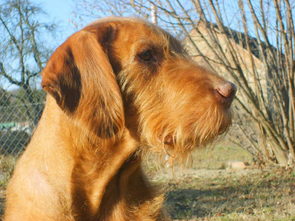 Vizsla de Pelo Duro