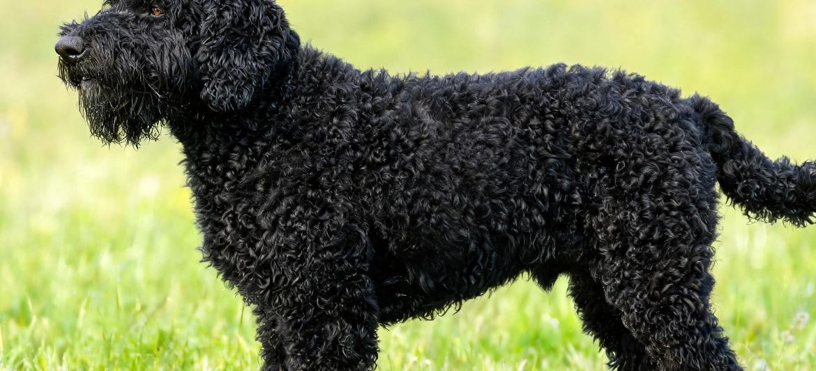 Barbet dog breed