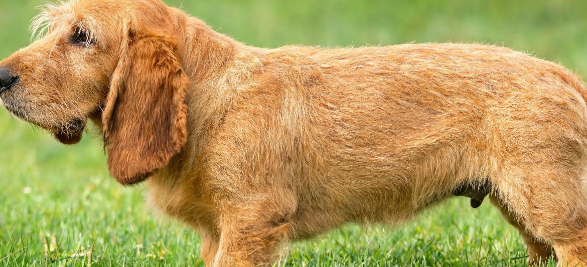 Basset Fauve de Bretagne dog breed