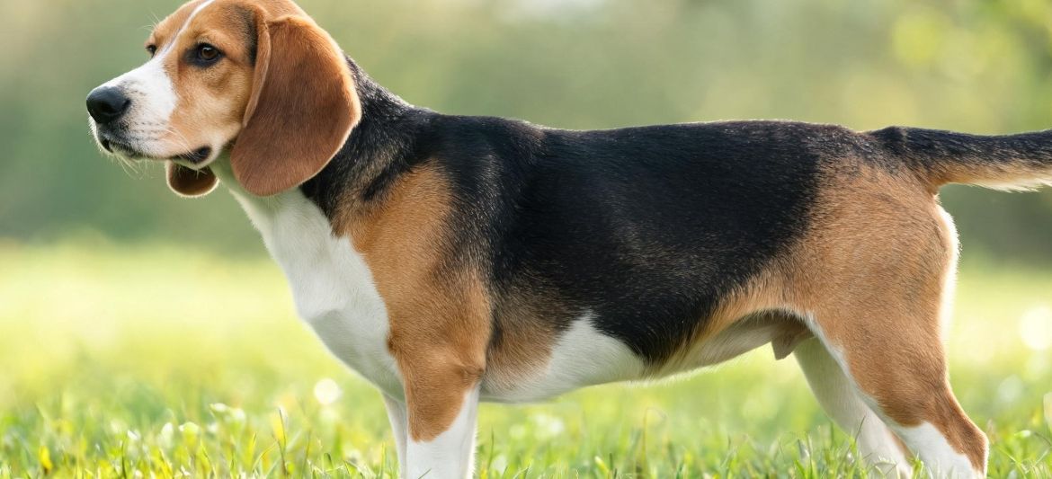 Beagle-Harrier dog breed