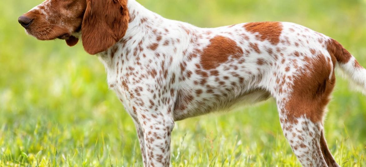 Braco Francés dog breed