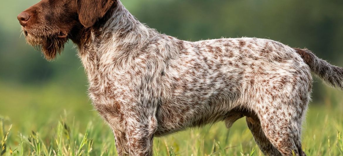 Cesky Fousek brown roan wirehaired pointer