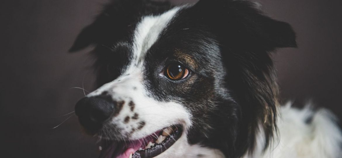 Dog - cost of total hip replacement in Spain