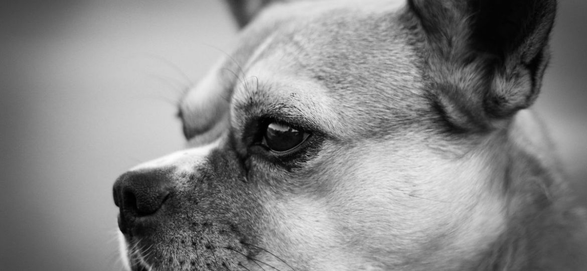 Dog portrait - cost of serious bite-wound surgery in Spain