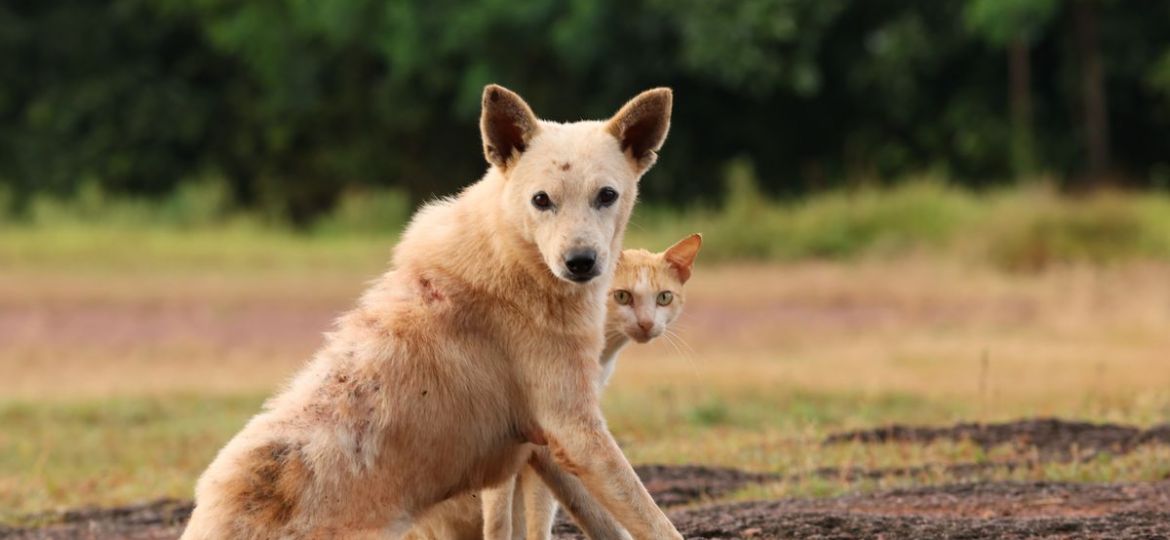 cruciate cost 2 - Petplan