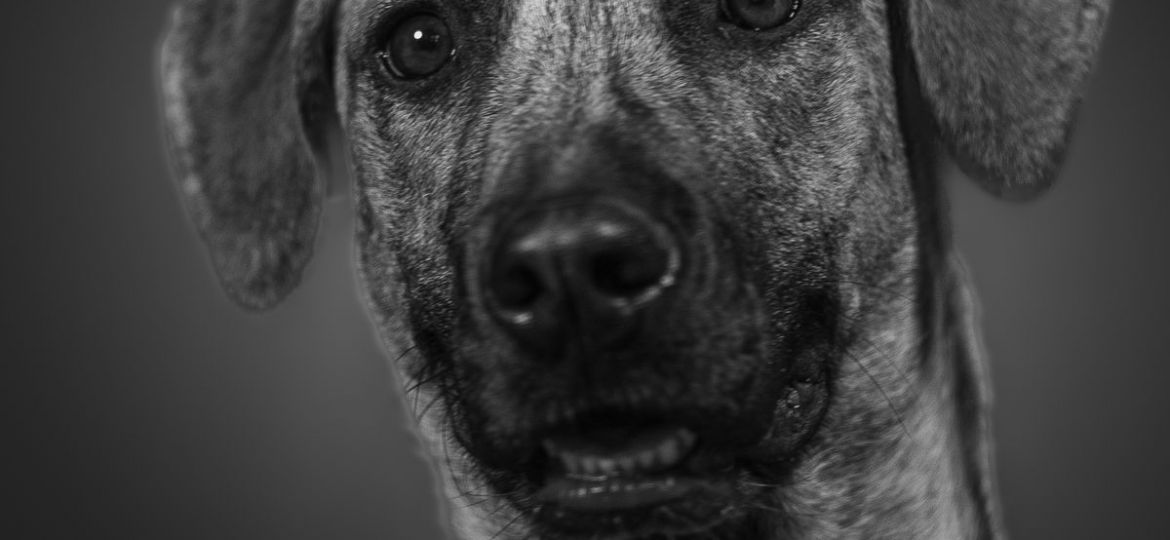 dog cancer cost - Petplan