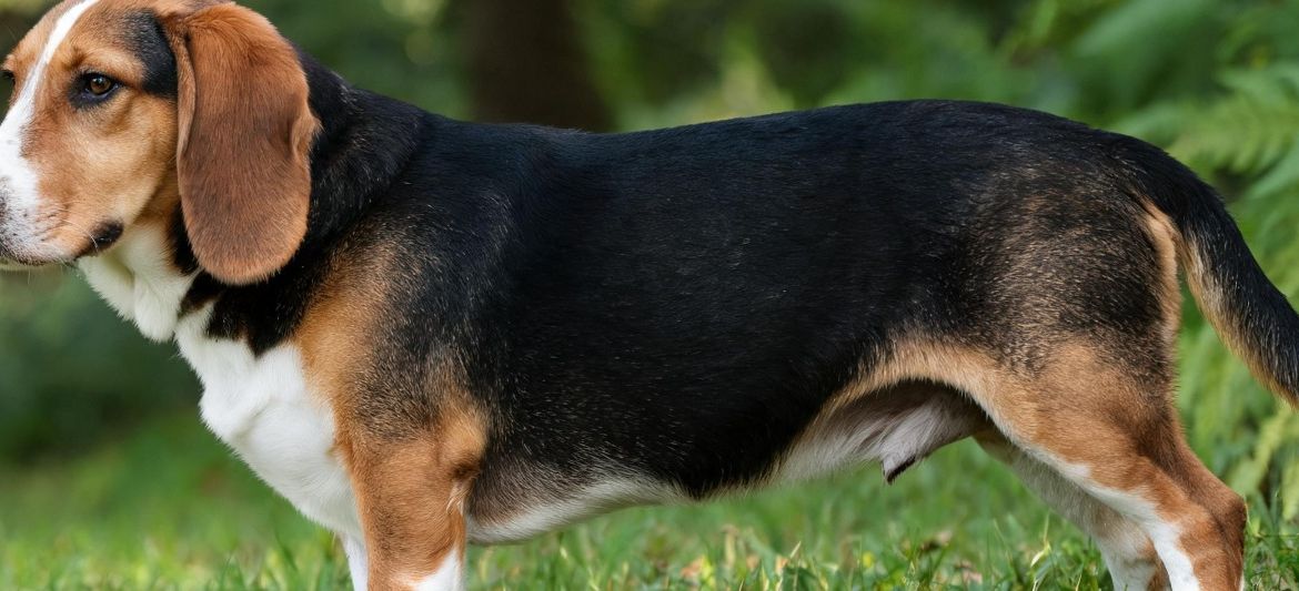 Drever short legged long body tricolour dachsbracke scenthound