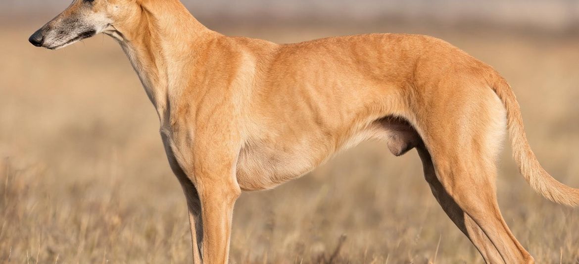 Galgo Húngaro dog breed