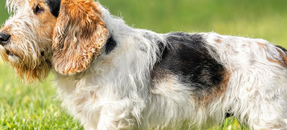 Grand Basset Griffon Vendéen dog breed
