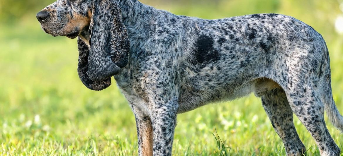 Grand Bleu de Gascogne dog breed
