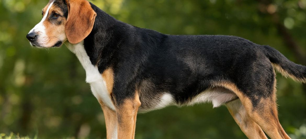 Hamiltonstovare tricolour black tan white scenthound