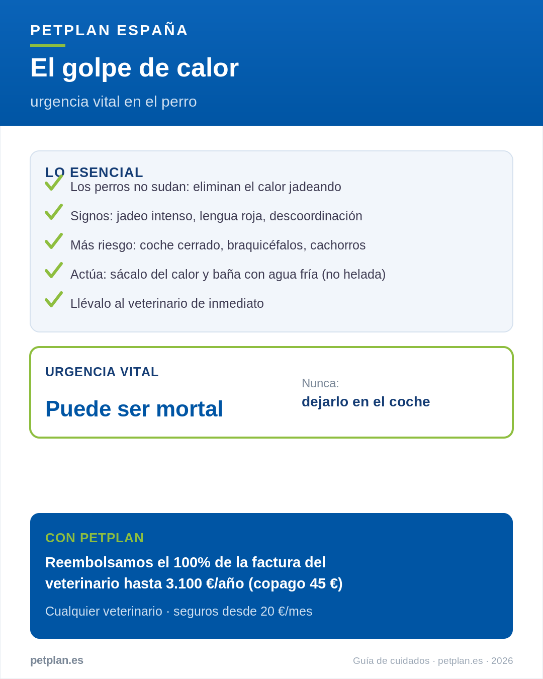 Infografía: golpe de calor en el perro
