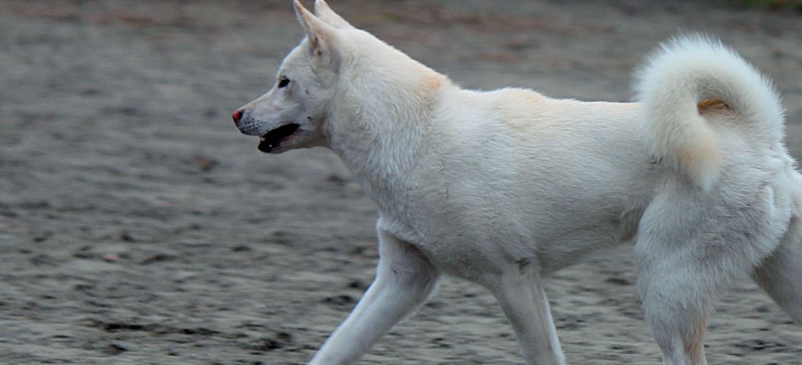 Kishu Ken white Japanese spitz