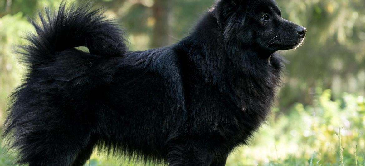 Lapphund Sueco dog breed
