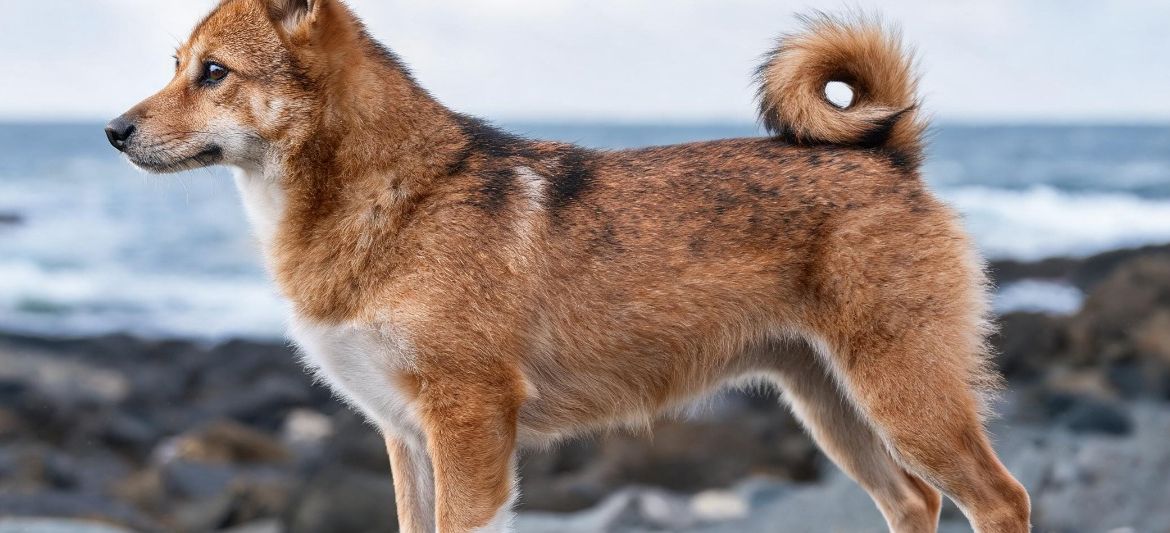 Lundehund Noruego dog breed