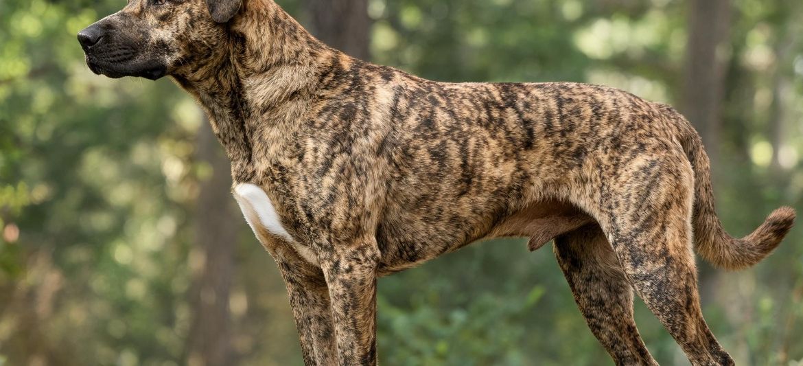 Mountain Cur brindle American working cur dog